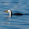 Kormoran cernobily - Microcarbo melanoleucos - Little Pied Cormorant o3449